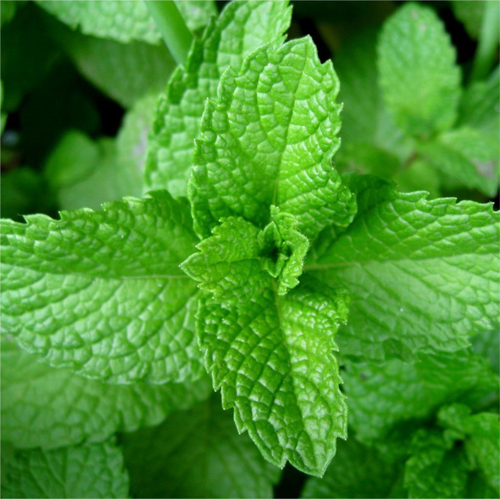 Óleo Essencial Hortelã-Pimenta GT Índia 10 ml