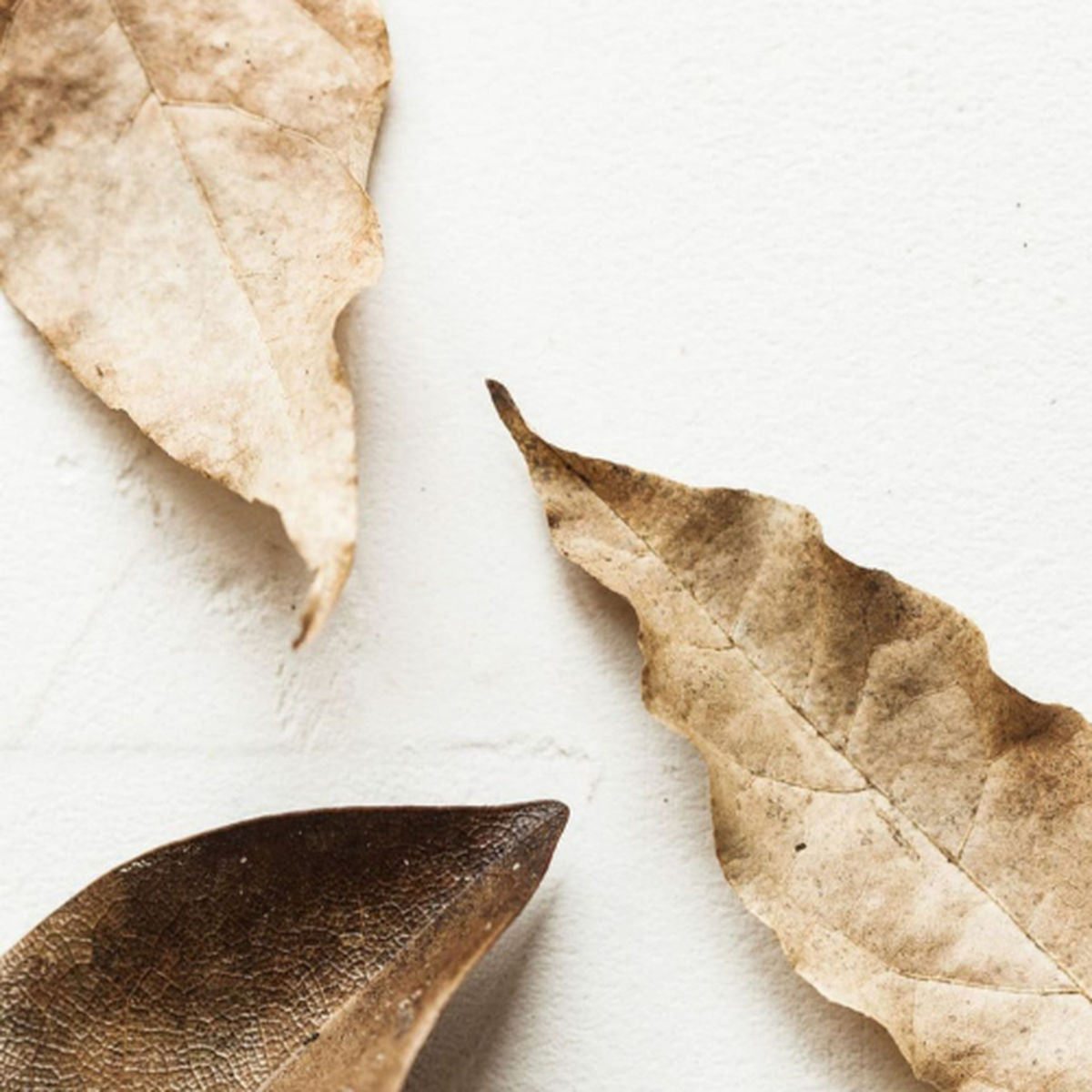 Vela Aromática Roots + Leaves Noavi 200g