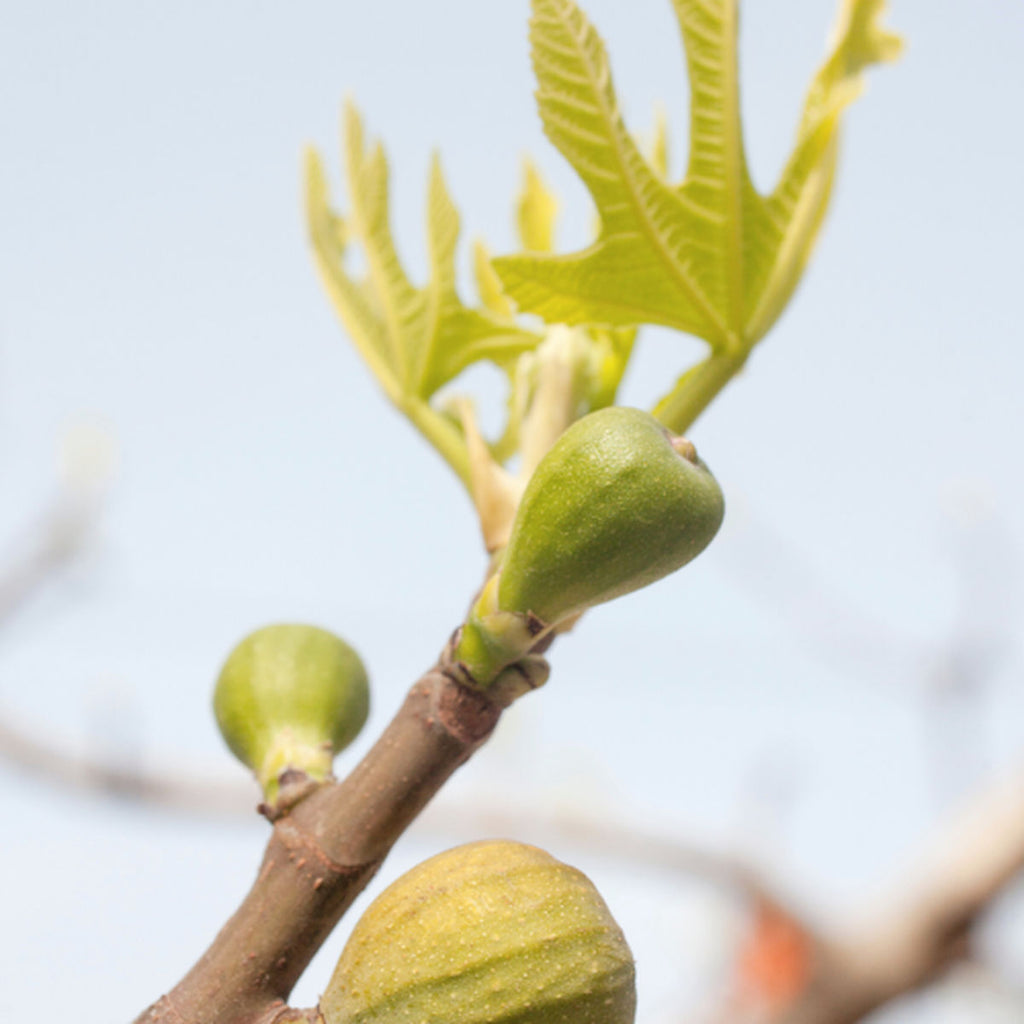 Vela Aromática Fig Leaf Noavi 100g